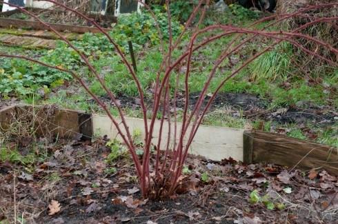 Japanese Wineberry after pruning landscape