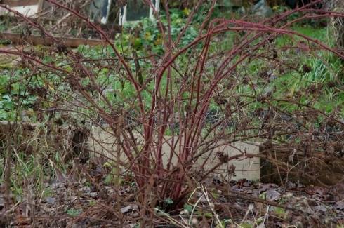 Japanese Wineberry in need of some attention