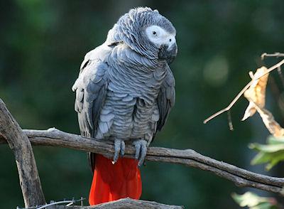 Parrots Have Personal Musical Tastes