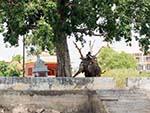 A man and elephant under a tree