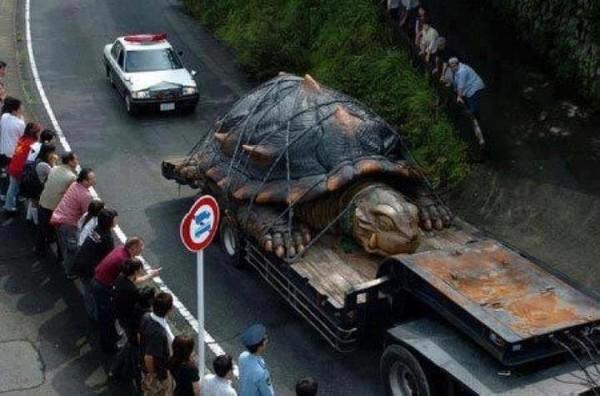 World’s Largest Tortoise