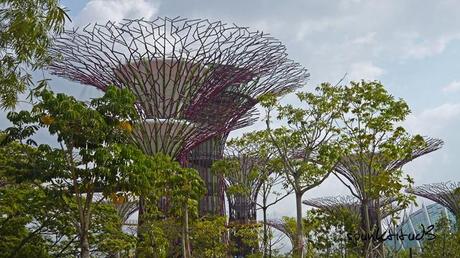 Gardens by the Bay - SuperTrees