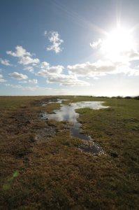 Predannack Downs on the Lizard (photo credit: Amanda Scott)