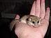 Dormouse on hand