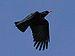 Red-billed Chough flying in Penwith, Cornwall,...