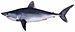 English: Porbeagle shark (Lamna nasus)