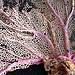 Pink sea fan