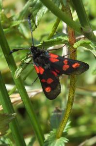 A walk round Stithians Lake Burnet moth (photo credit: Amanda Scott)