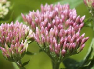 A walk round Stithians Lake Common Valerian: Stithians Lake (photo credit: Amanda Scott)