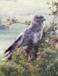A walk round Stithians Lake Buzzard at Stithians (photo credit: Amanda Scott)