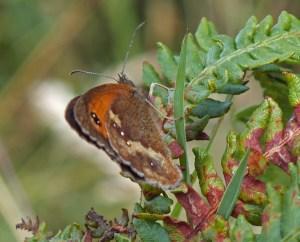 A walk round Stithians Lake Gatekeeper Butterfly, Stithians Lake (photo credit: Amanda Scott)