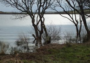 A walk round Stithians Lake At the edge of Stithians Lake (photo credit: Amanda Scott)