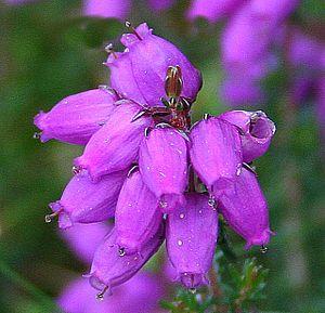 English: Bell Heather (Erica cinerea) The tip ...
