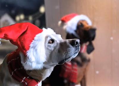 World's Ugliest DOG Sings Christmas Carol!