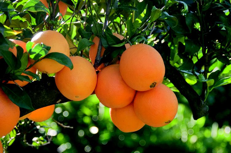 New product – Fresh Navelina Oranges