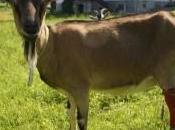 Guest Blogger: Beet-Eating Heeb Witness Goat Killing Encounter with Kosher Slaughter