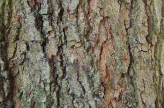 Platycarya strobilacea Bark (18/11/2012, Kew Gardens, London)