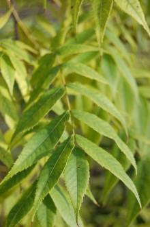 Platycarya strobilacea Leaf (18/11/2012, Kew Gardens, London)