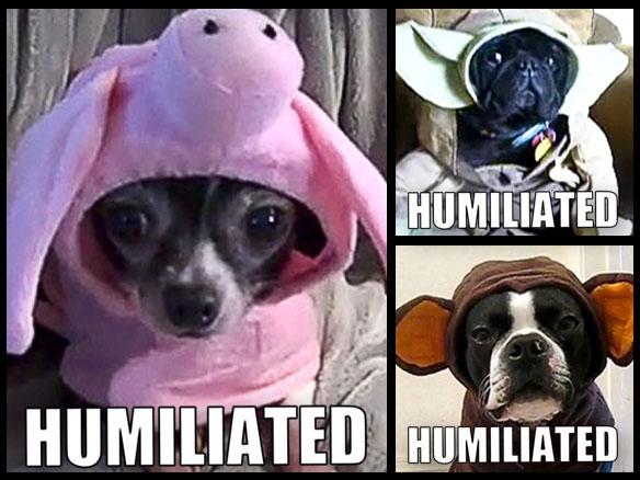 Quite Possibly the Most Humiliated DOGS in Costume