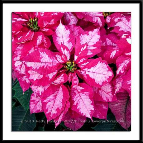 Ice Punch Poinsettia