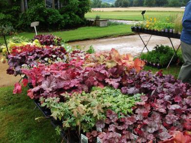 Heuchera Weekly Photo Challenge: My 2012 in Pictures