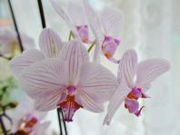 orchid4 (800x600) Weekly Photo Challenge: My 2012 in Pictures