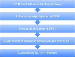 PARP inhibitors and PI3K inhibitors – a new option in triple negative breast cancer?
