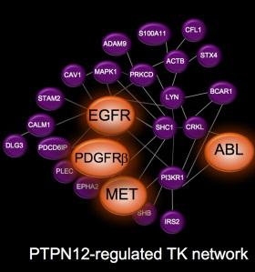 Figure 1: Network of proteins regulated by PTPN12