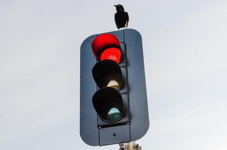 australian raven standing on traffic light