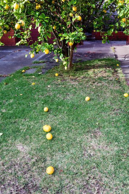 lemons on the ground under lemon tree