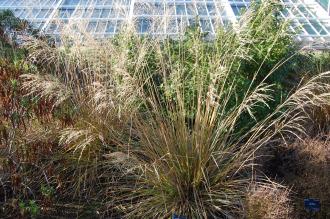 Chionochloa conspicua (18/11/2012, Kew Gardens, London)