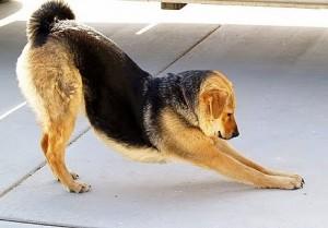 Dog, meet yoga