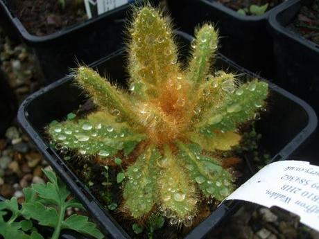 A Look Back at the Year 2012 A Look Back at the Year 2012