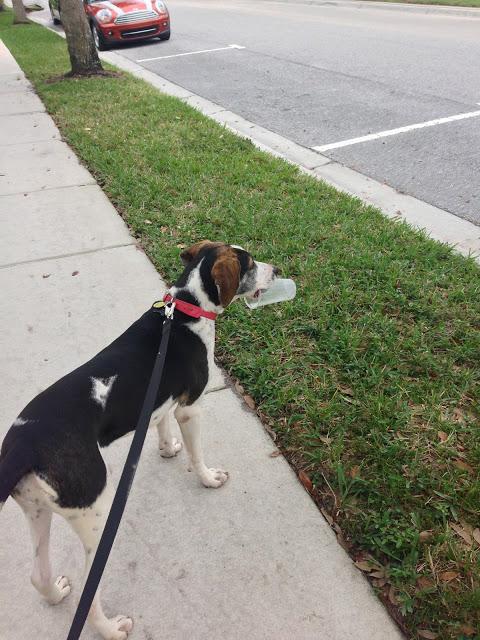 If My Dog Were a Person