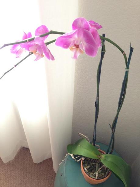 NookAndSea-Blog-Purple-Pink-Orchid-Tall-Large-Blue-Chinese-Garden-Stool-Drum-White-Curtains