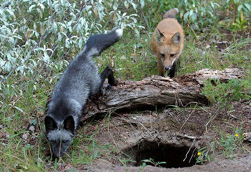 The Silver Fox: Vivacious Variant of Vulpes Vulpes