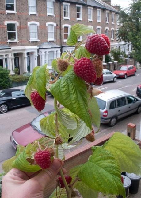 Autumn fruiting raspberries