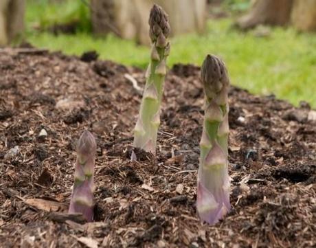 Asparagus tips