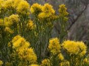 Rubber Rabbitbrush Ericameria Nauseosa