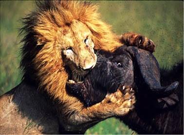 lion-buff_kill_mara_samburu_traingle_a