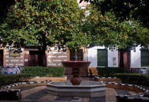 Orange Trees in Sevilla Courtyard