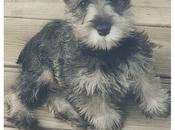 Considering Best Legal Schnauzer 2012