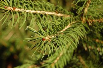 Picea chihuahuana Leaf (18/11/2012, Kew Gardens, London)