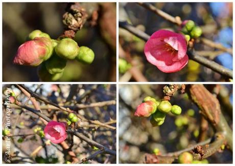 quince1 (1024x724)