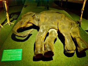 Muséum d’Histoire Naturelle, Geneva, Switzerland