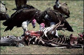 Democratic Vultures Upset At The Limits Set On How Much Meat They Can Pick Off The Recently Deceased