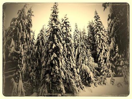 Snow shoeing mt Spokane