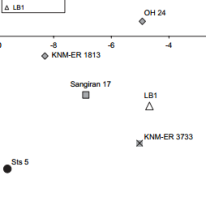 An analysis of the hobbit and potential ancestors. The triangle is the hobbit, squares are later Homo, diamonds are early Homo and the circle is Australopithecus. Note that LB1 clusters with none of them