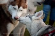 sled dogs in Edinburgh for the Dogmanay event