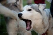 Sled dogs in Edinburgh for the Dogmanay event